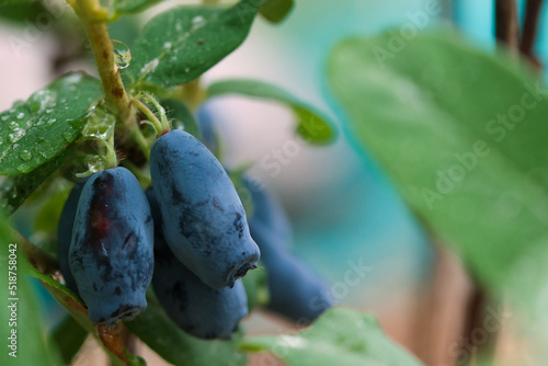 Blue honeysuckle haskap fruit close up, large berries of canadian boreal beast variety, ripe and juicy growing in the summer garden, self sufficiency and healthy food concept