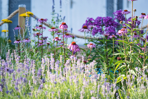 Cottage garden flower bed in bloom, soft focus late summer garden with lavender, cone flowers, yarrow, phlox, mint and hyssop, warm colors, rope fence background, ornamental garden concept