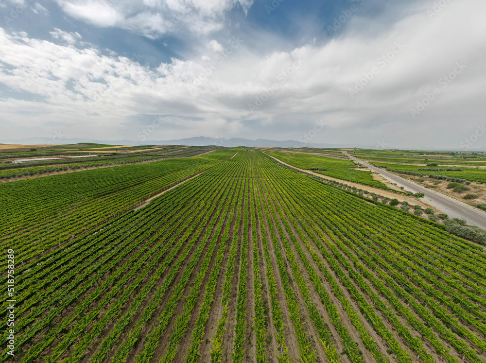 Aerial drone footage of vineyards