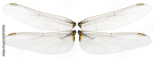Close up shot Dragonfly wing isolated on white background, Dragonfly wing on white With work path.