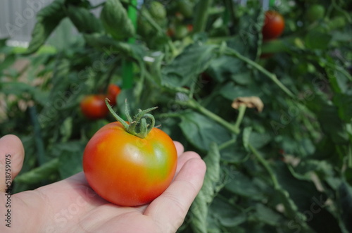 美味しい新鮮野菜を収穫しよう