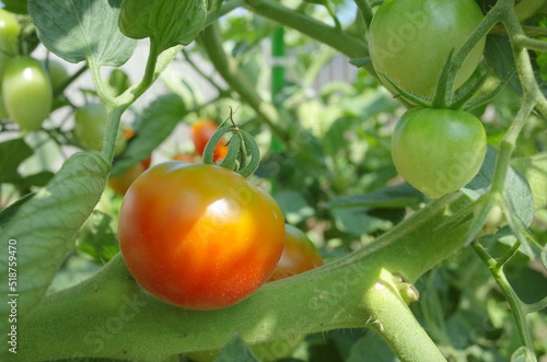 健康野菜の新鮮美味しい野菜