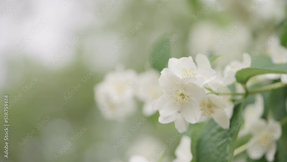 Slow motion handheld shot of jasmine flowers closeup Slow motion handheld shot of jasmine flowers closeup