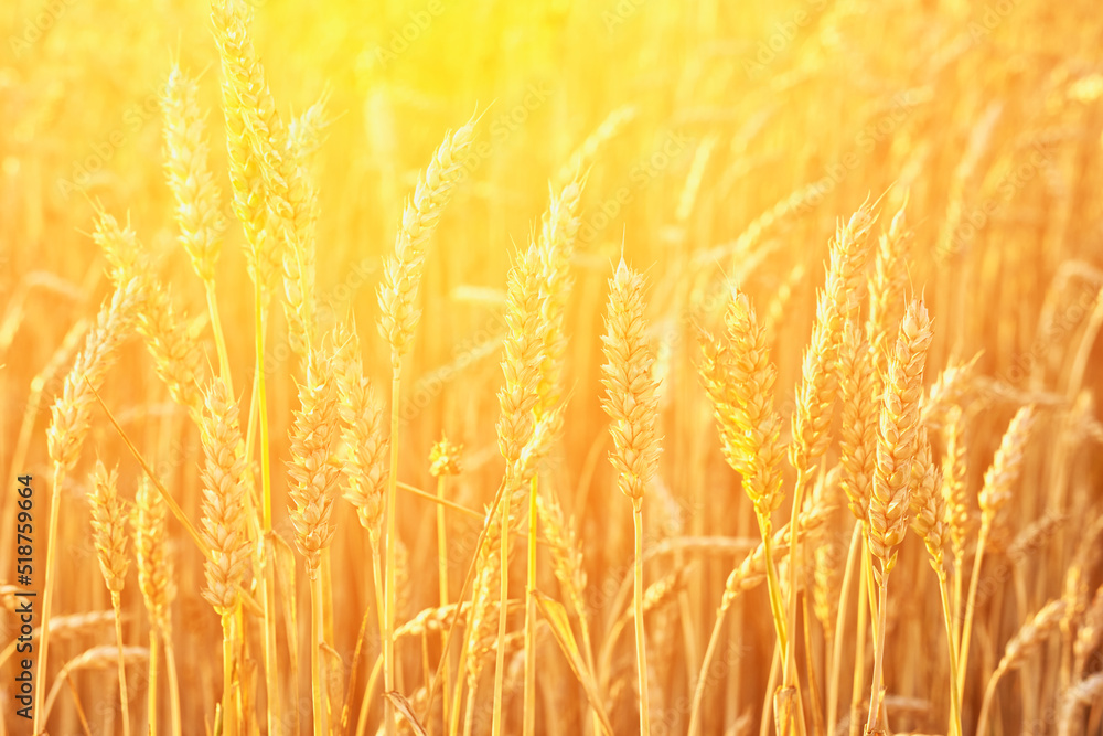 Ears of wheat illuminated by the warm light of the setting sun
