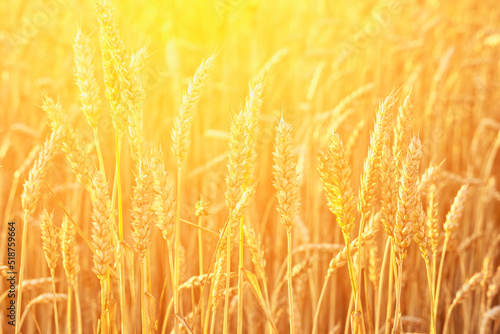 Ears of wheat illuminated by the warm light of the setting sun
