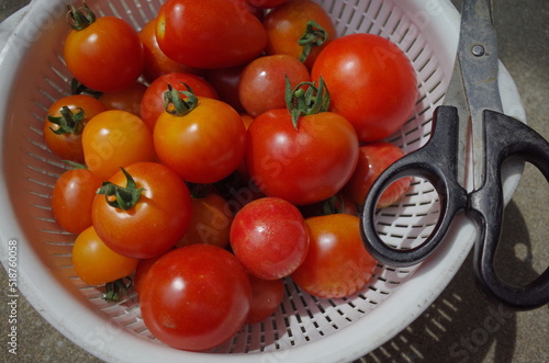健康食の美味しい甘い野菜を収穫しよう