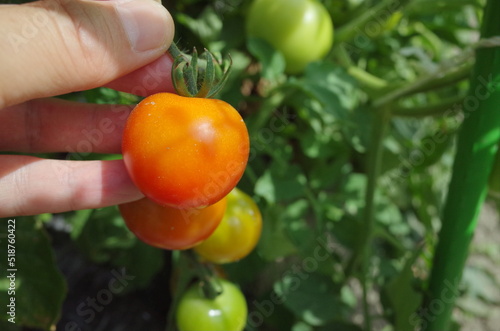 夏野菜のトマトを収穫しよう
