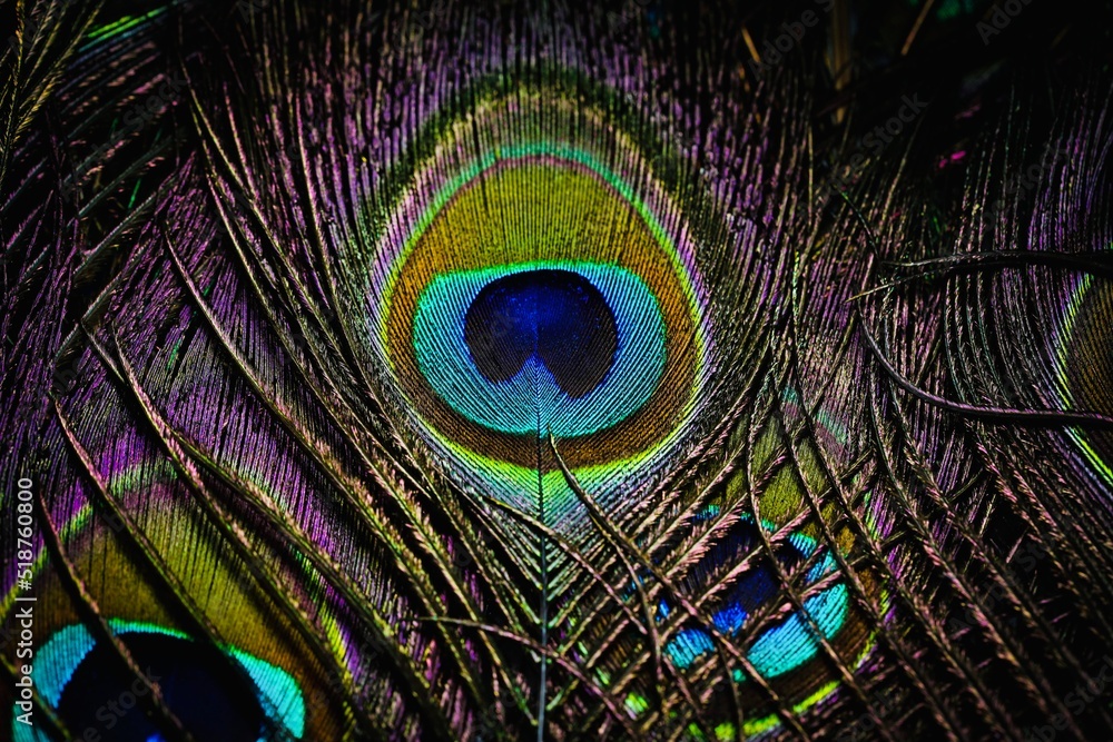 Peafowl feather. Peacock feather. Abstract background. Janmashtami  background. Mor pankh. Bird feather. Wallpaper. Feather. Stock Photo |  Adobe Stock