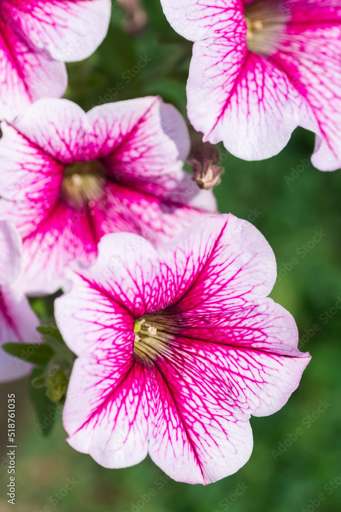 Close up of a flower border with colouful flowering Petunia Wave Sweetheart. Close up of a flower border with colouful flowering Petunia Wave Sweetheart.