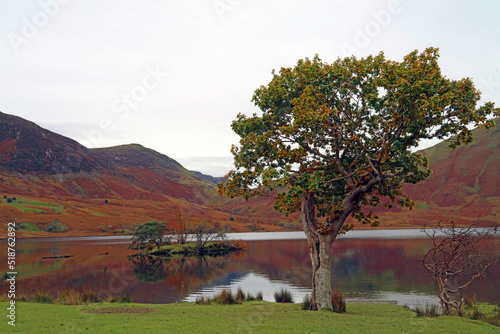 View of an Oak tree at the side of Crummock water, Lake District England 