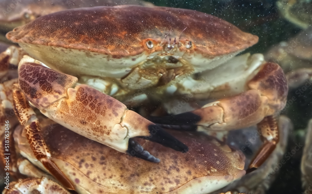 Crabs in a seafood aquarium in a restaurant Crabs in a seafood aquarium in a restaurant