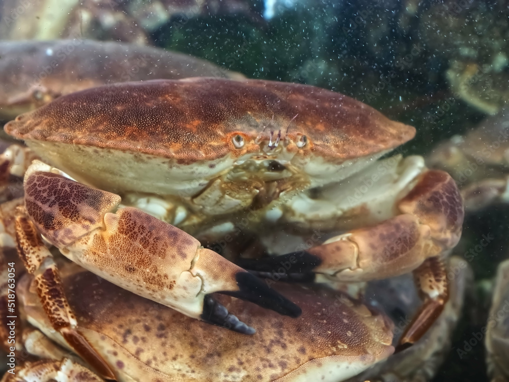 Crabs in a seafood aquarium in a restaurant Crabs in a seafood aquarium in a restaurant