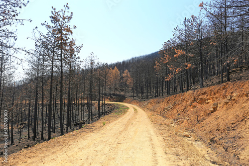 incendio bosque árboles quemado monte fuego calcinado catástrofe U84A9284-as22