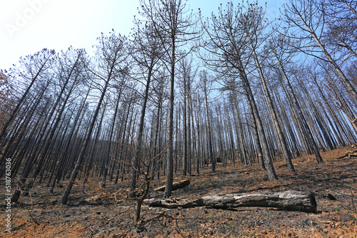 incendio bosque árboles quemado monte fuego calcinado catástrofe U84A9292-as22 photo