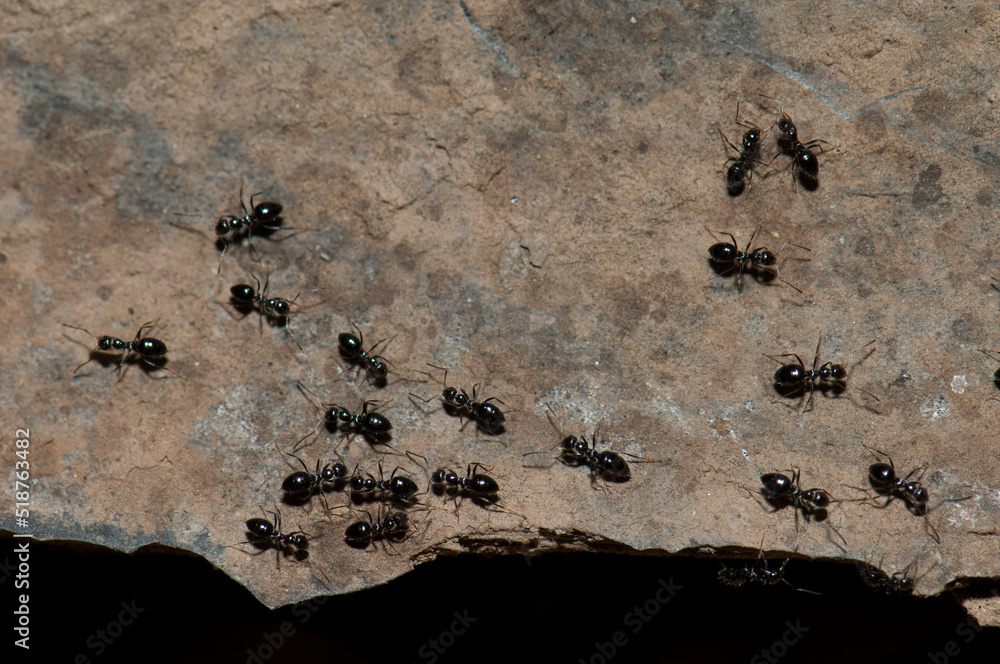 Group of ants on a rock. Niokolo Koba National Park. Tambacounda. Senegal. Group of ants on a rock. Niokolo Koba National Park. Tambacounda. Senegal.
