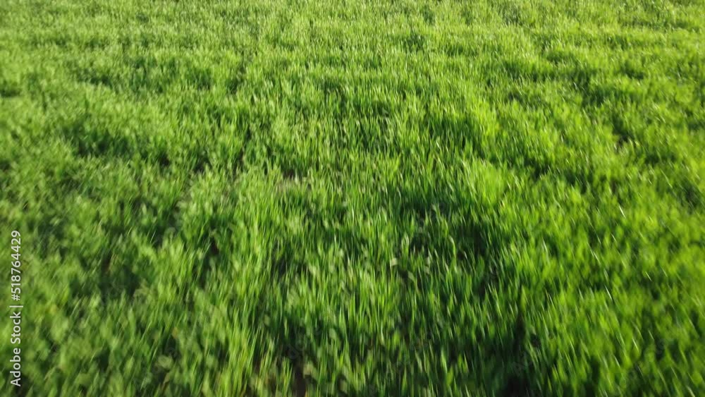 Aerial view on green wheat field in countryside. Field of wheat blowing in the wind on sunset. Young and green Spikelets. Ears of barley crop in nature. Agronomy, industry and food production. Aerial view on green wheat field in countryside. Field of wheat blowing in the wind on sunset. Young and green Spikelets. Ears of barley crop in nature. Agronomy, industry and food production.