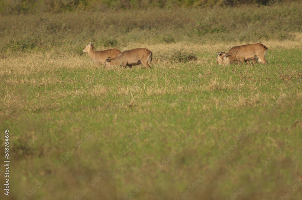 Sing-sing waterbuck Kobus ellipsiprymnus unctuosus. Females grazing. Niokolo Koba National Park. Tambacounda. Senegal. Sing-sing waterbuck Kobus ellipsiprymnus unctuosus. Females grazing. Niokolo Koba National Park. Tambacounda. Senegal.