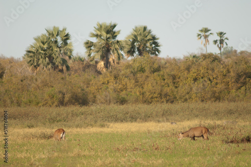 Sing-sing waterbuck Kobus ellipsiprymnus unctuosus. Females grazing. Niokolo Koba National Park. Tambacounda. Senegal.