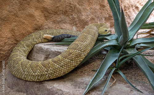 Mexican West Coast Rattlesnake or Mexican Green Rattler (Crotalus basiliscus), venomous snake, native to the west coast of Mexico, in captivity, Germany, Europe photo