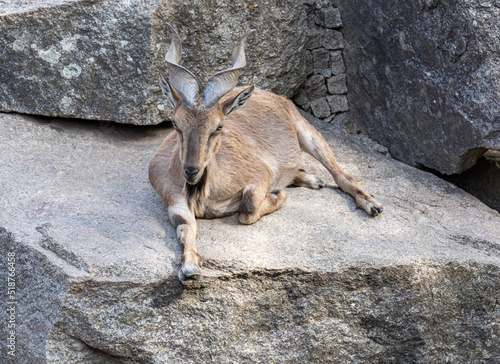 Markor goat or Wild goat (Capra falconeri) lies on a rock photo