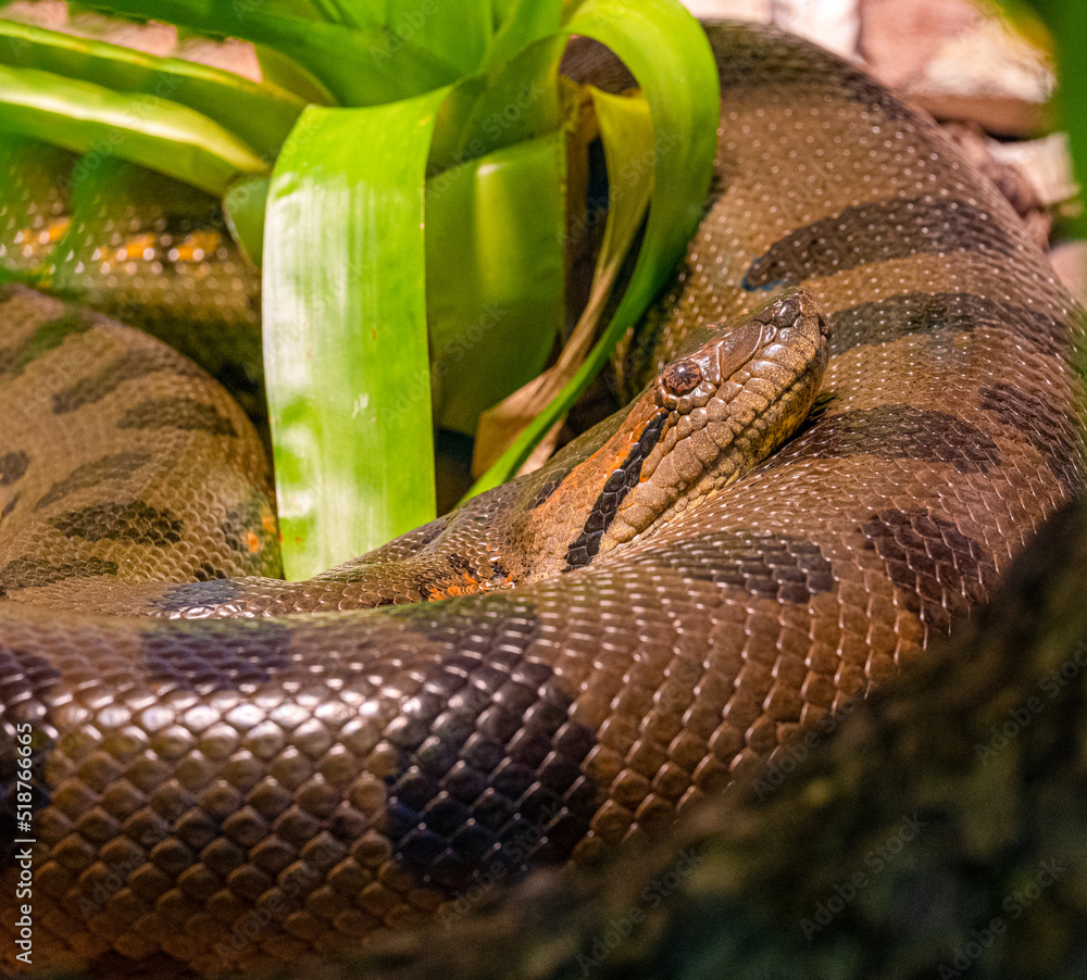 giant green anaconda