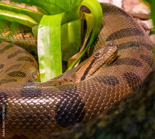 Green anaconda (Eunectes murinus), also known as the giant anaconda found in South America photo