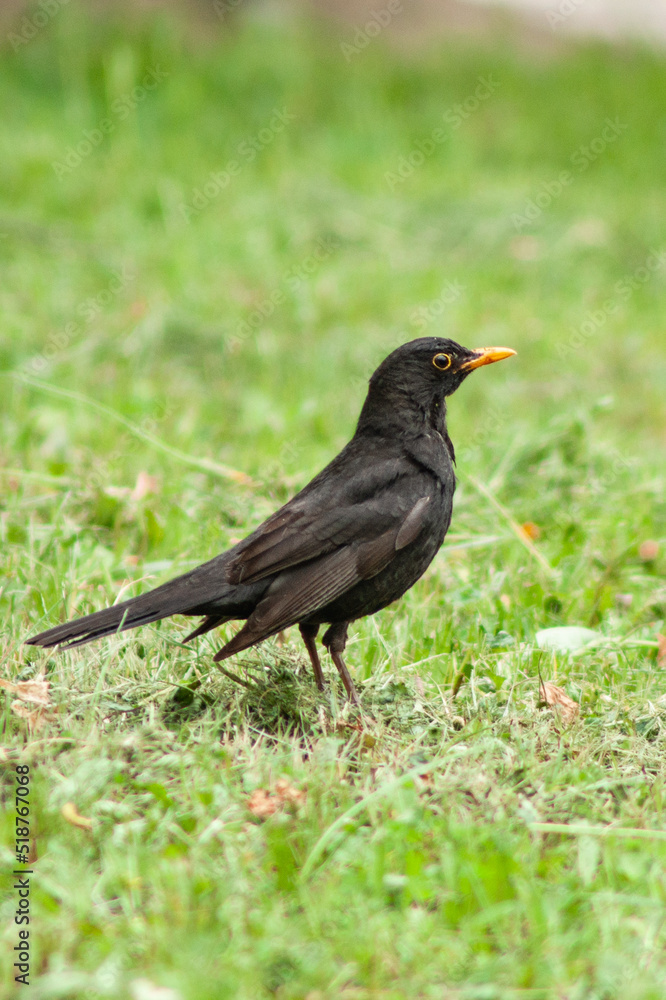 blackbird on the grass blackbird on the grass