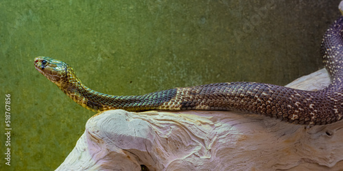 Indian or spectacled cobra (Naja naja) Naja is a genus of venomous elapid snakes. photo