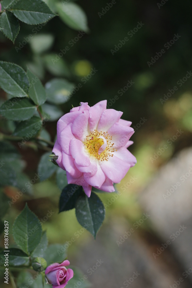 pink Smooth rose