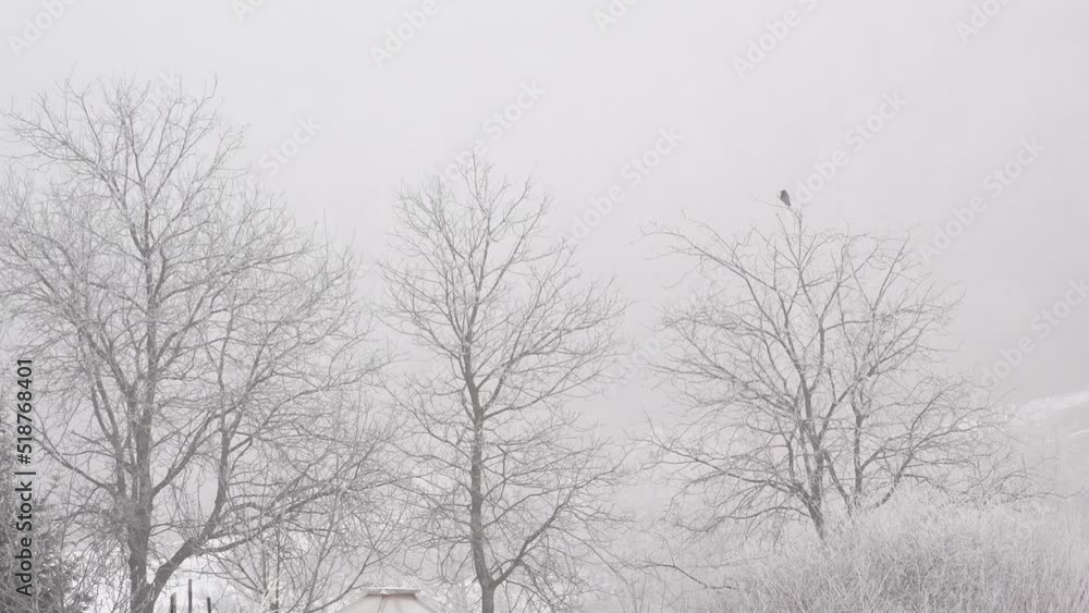 A lonesome crow is sitting peacefully on top of a dry, frost covered tree, when a sudden rooster's crowing is breaking the silence and he flies away. a tranquil, snowy white, foggy morning scene. A lonesome crow is sitting peacefully on top of a dry, frost covered tree, when a sudden rooster's crowing is breaking the silence and he flies away. a tranquil, snowy white, foggy morning scene.