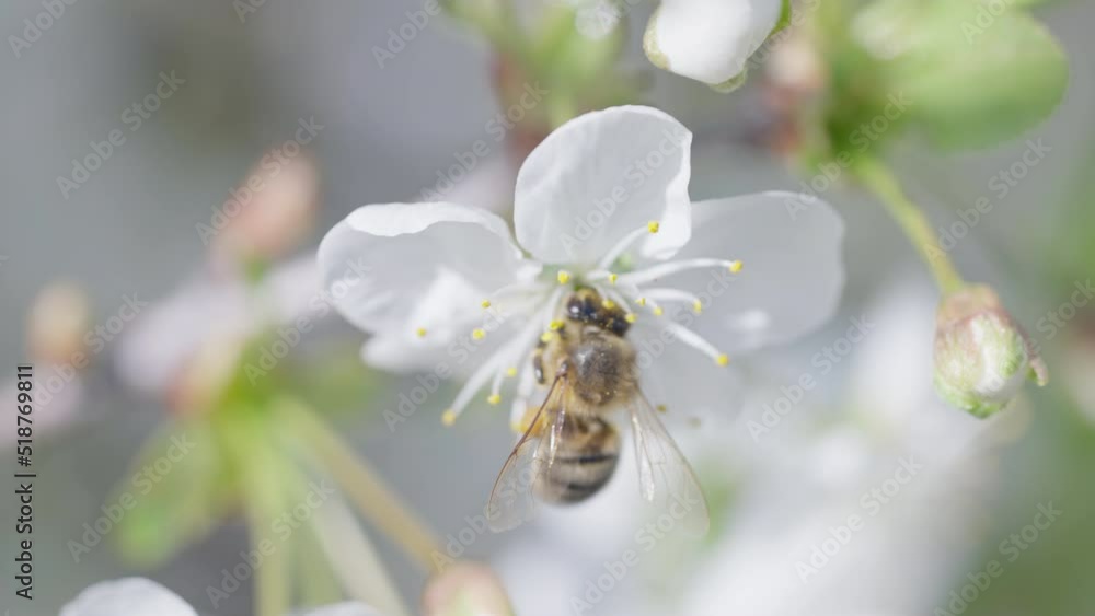Cute honey bee collecting nectar and pollen on a white cherry tree blossomBees pollinating plants Cute honey bee collecting nectar and pollen on a white cherry tree blossomBees pollinating plants