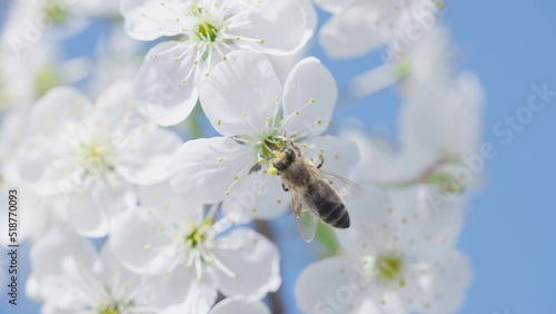 Honey bee flying from flower to flower, collecting nectar and pollen, slowmotionBees pollinating plants