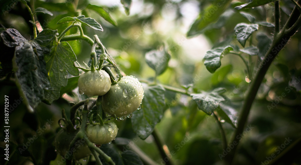 water drops on green tomatoes - chatomz photography
Tomato plants in greenhouse Green tomatoes plantation. Organic farming, young tomato plants growth in greenhouse.