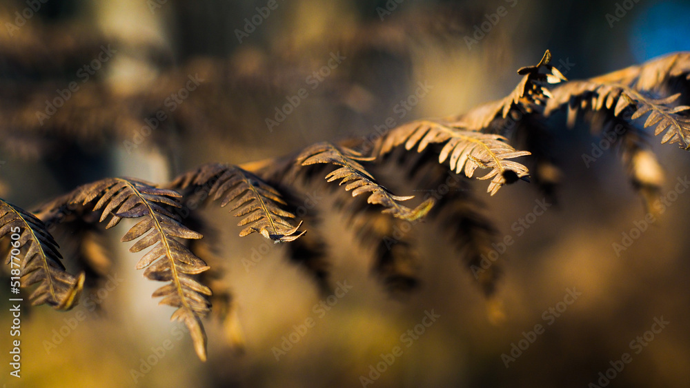 Macro de feuilles de fougère marrons, dans la forêt des Landes de Gascogne, en période hivernale