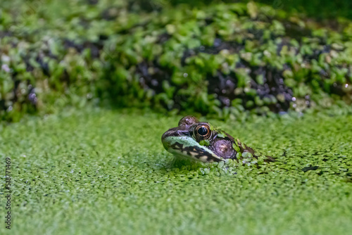 Cute green frog in algae