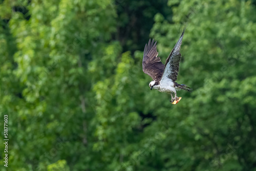 Flying Osprey with fish against a green background
