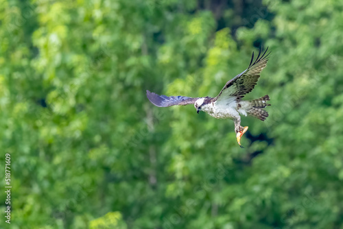 Flying Osprey with fish against a green background