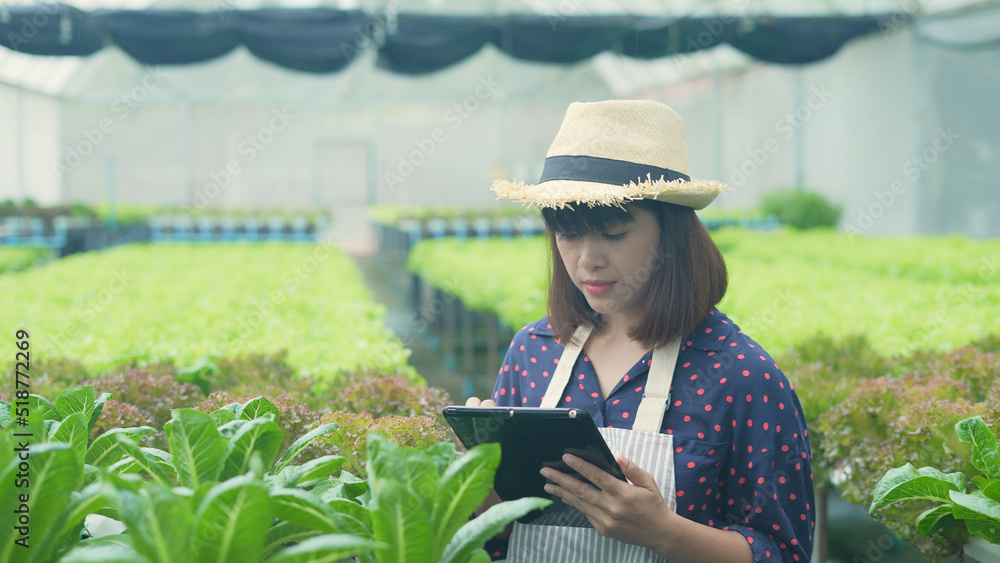 Fototapeta premium agriculture concept of 4k Resolution. A worker is checking the growth of vegetables in the garden. Gardener's Productivity Evaluation.