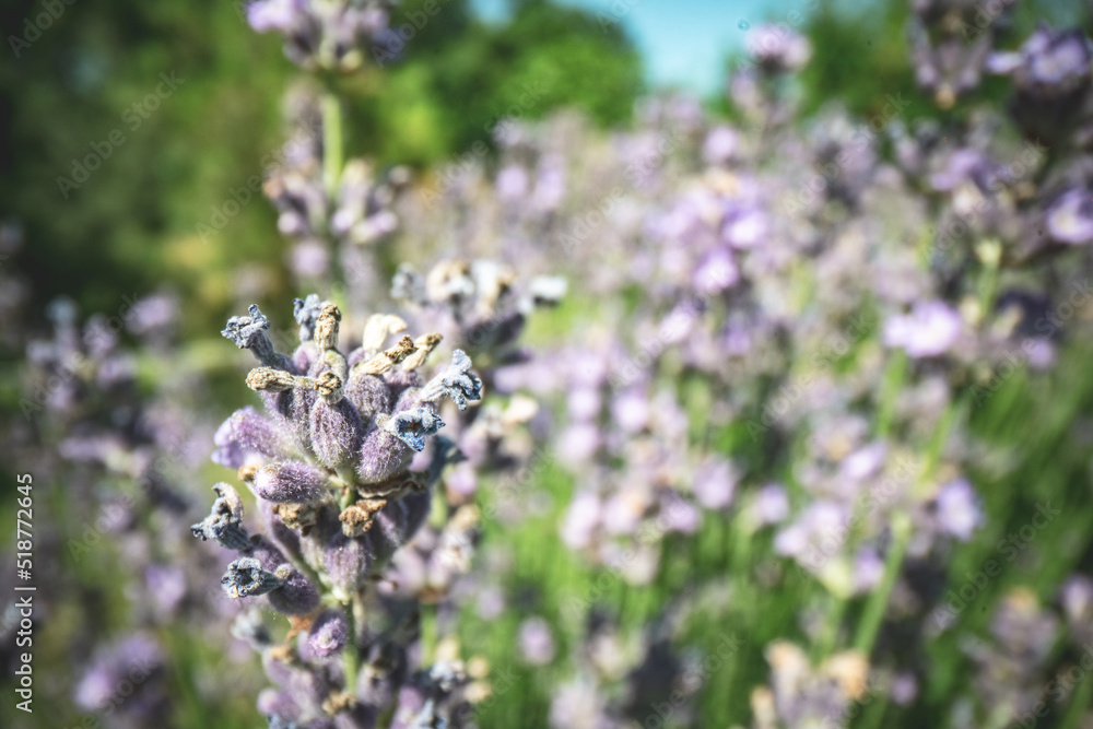 lavender field on a summer day lavender field on a summer day