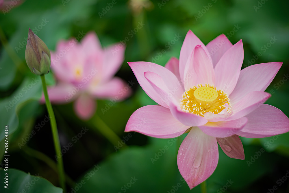 ハスの花 ハスの花