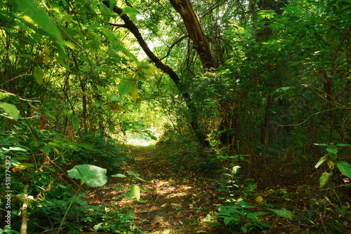hiking trail in the wild forest, beautiful summer landscape, bright sunlight through the trees