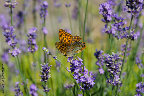 Silver-washed Fritillary butterfly (Argynnis paphia) sitting on lavender in Zurich, Switzerland © Janine