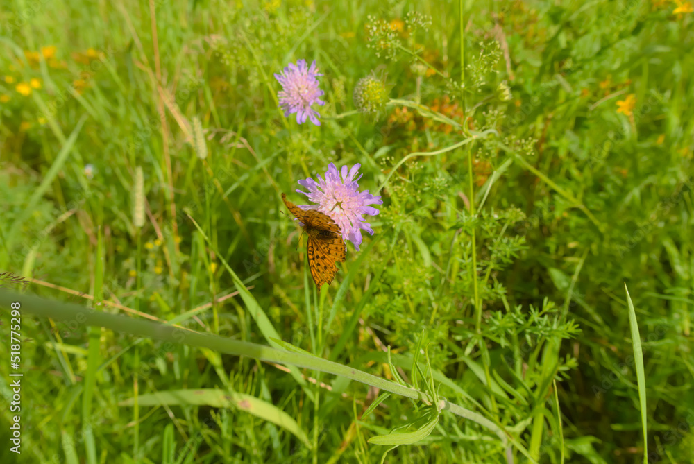 Knautia avensis. Lilac field flower, it has an orange butterfly close-up Knautia avensis. Lilac field flower, it has an orange butterfly close-up