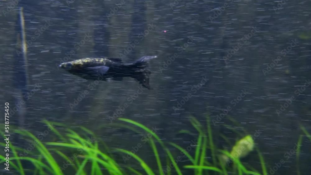 Camera movement behind a floating small fish. Underwater photography Camera movement behind a floating small fish. Underwater photography