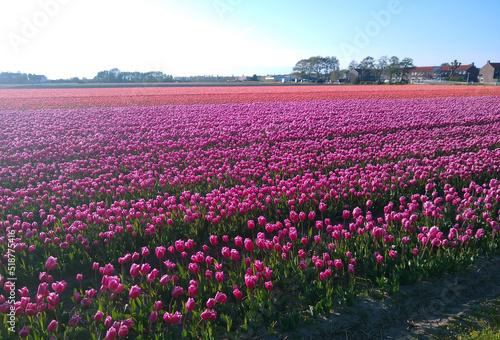 tulip field