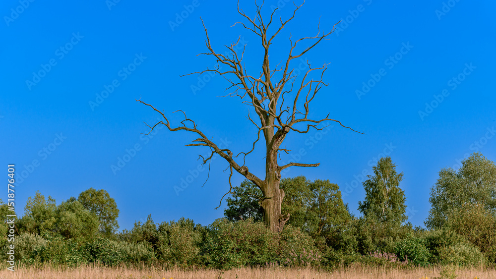 Landscape of a dry lifeless tree in the field Landscape of a dry lifeless tree in the field
