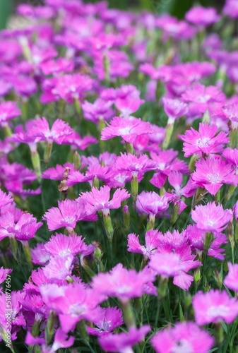花火のように咲き乱れる