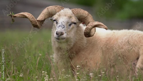 Sheep with twisted horns, (Traditional Slovak breed - Original Valaska ) resting in spring meadow grass, eyes half closed photo