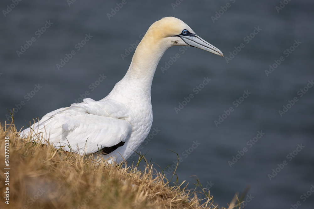 Gannet, Morus bassanus, at Bempton Cliffs in Yorkshire Gannet, Morus bassanus, at Bempton Cliffs in Yorkshire