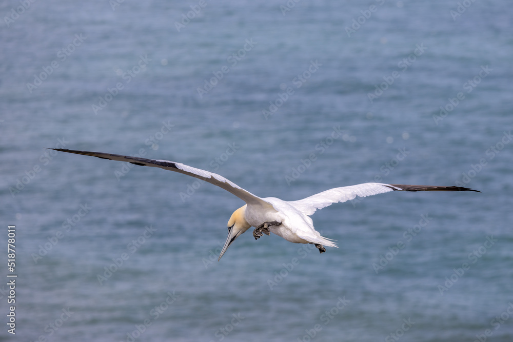 Gannets, Morus bassanus, in flight at Bempton Cliffs in Yorkshire Gannets, Morus bassanus, in flight at Bempton Cliffs in Yorkshire